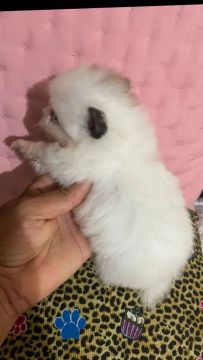 Luluzinha , spitz alemão anão fêmea 
