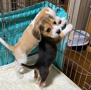 beagle dóceis filhotes: com contrato e garantia.