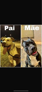Filhote de pitbull 