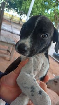 Filhote para doação 