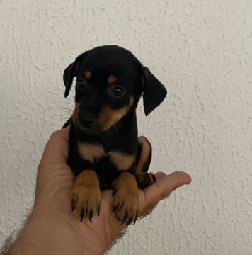 Filhote de Pinscher 