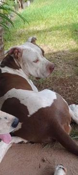 Pit bull femea pra cruzar