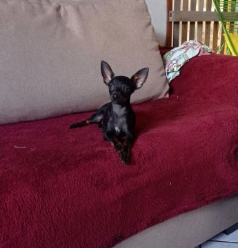 Pinscher 01
