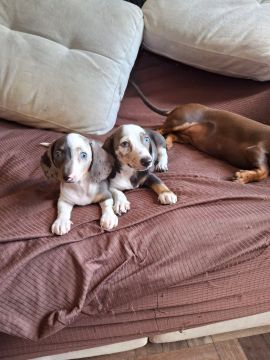 Vendo Salsichinha Arlequim Piebald Dapple Puro e Mini
