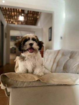 Filhote Shih Tzu - Fofo e Brincalhão