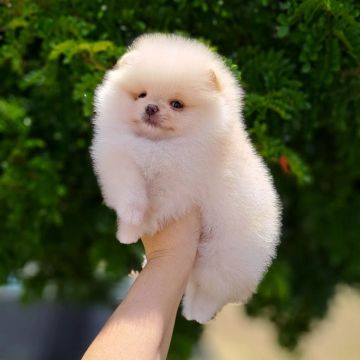 Ursinhos Legítimos é aqu!!! Lulu da Pomerânia 