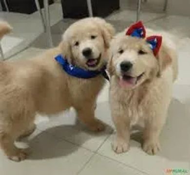 Golden Retriever : Filhotes Diferenciados Puros