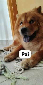 Vendo filhotes de Chow Chow 