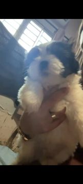 Vendo esse cachorrinho lindo..