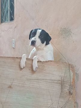 Cachorro Filhote - Adorável e Carinhoso