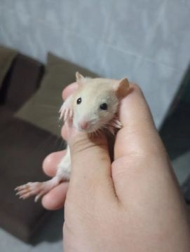 Ratinho bebê disponível para adoção