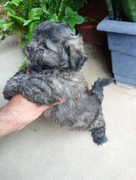 Poodle 