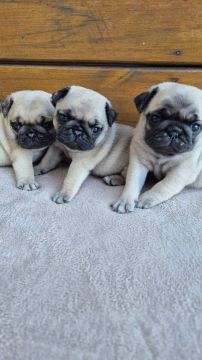 Filhote de pug 