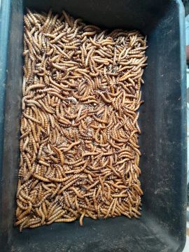 Larvas de Tenébrio Gigante para Animais de Estimação