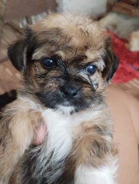 Filhote de poodle com yorkshire femia.