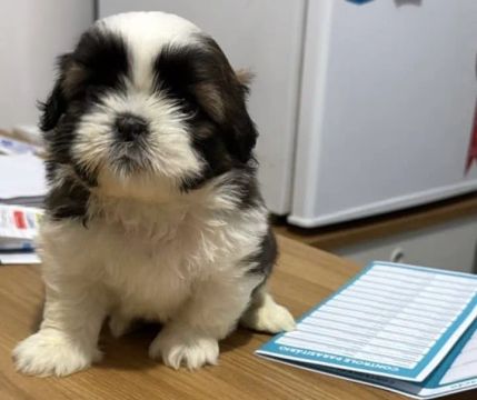 SHIHTZU disponível entrega promoção 