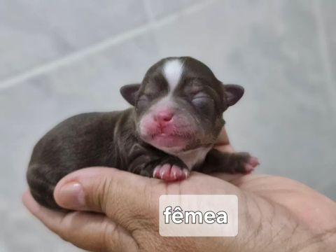  Chihuahua Fêmea