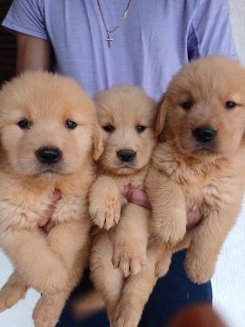  Entrega Imediata {Golden Retriever } Macho ou Fêmea  Vacinados e Vermífugo 