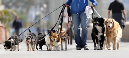 Passeios com cães E, cuidador de cães .