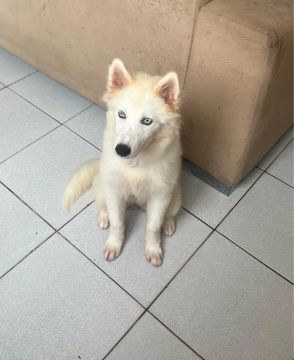 Filhote de Husky Siberiano