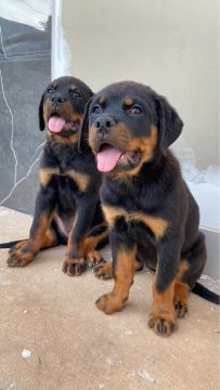 Filhotes de Rottweiler  1 fêmea disponível 