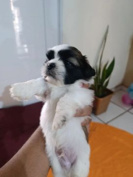 Lindos Filhotes de  Shitzu Disponível.
