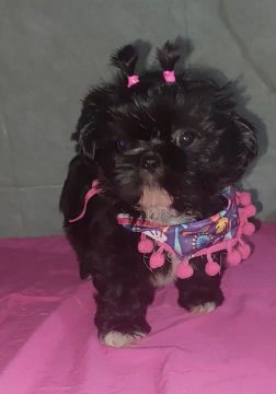 Shihtzu fêmea e machos