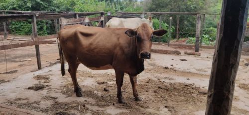 Vaca 