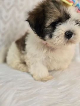 Filhote de Shih Tzu fêmea promoção 