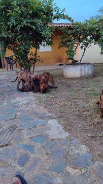 Filhotes de Fila Brasileiro a venda 