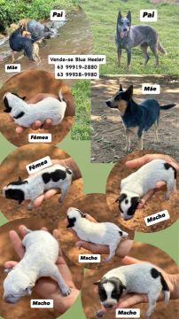 Filhotes de Blue Heeler