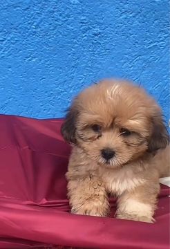 Filhote de Shih Tzu
