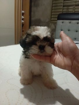 Filhote Shih Tzu - Fofo e Carinhoso