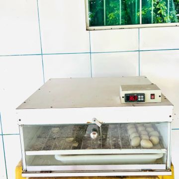 Incubadora de ovos para aves