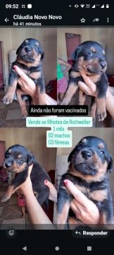 Filhotes de Rottweiler - 1 mês