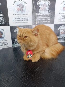 Gato Persa macho