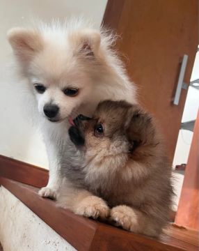 Ultimo disponivel! Filhote de Spitz Alemão - Lulu da Pomerania