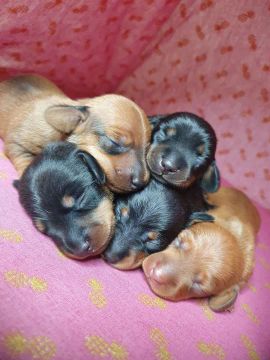 Dachshund Teckel Salsichinha Cachorro