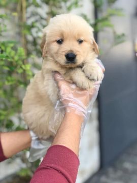 Golden Retriever filhotes de 45 a 60 dias, a pronta entrega