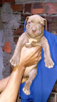 Filhote de Pitbull