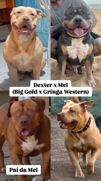 Filhotes de Brazilian Bull - Pit Monster - American Bully