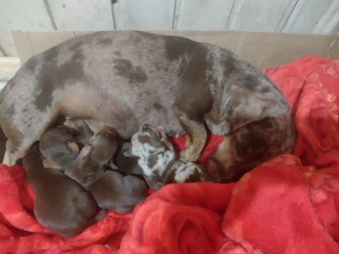 Dachshund miniatura machos chocolate!!
