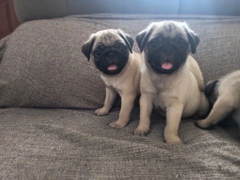 Filhotes de Pug Macho