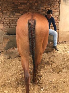 Cavalo de direita
