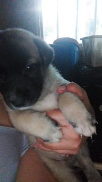 Doação de cachorrinho e cachorrinha 