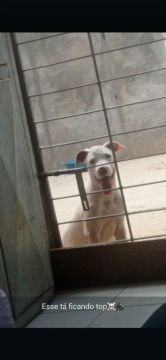 Filhote de Pitbull