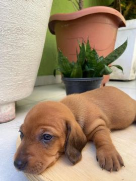 Filhote fêmea de Dachshund (salsichinha)