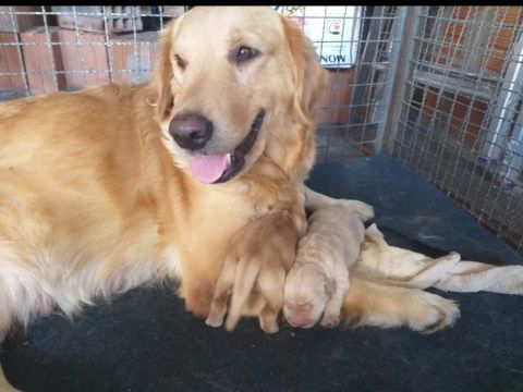 Golden Retriever Filhotes