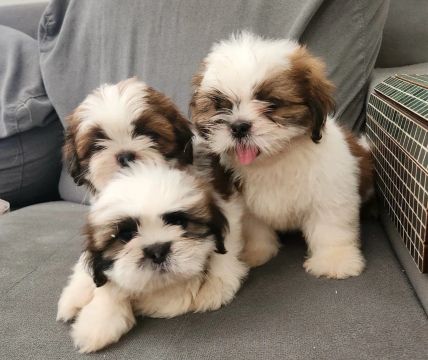 Filhotes Shih Tzu mini disponíveis 