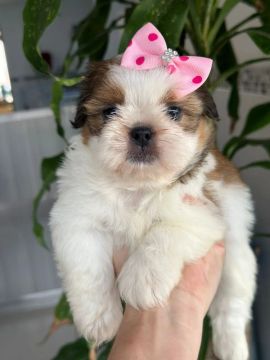 Shih tzu Fêmea Tricolor!! Bonequinha Disponível para Novo Lar.